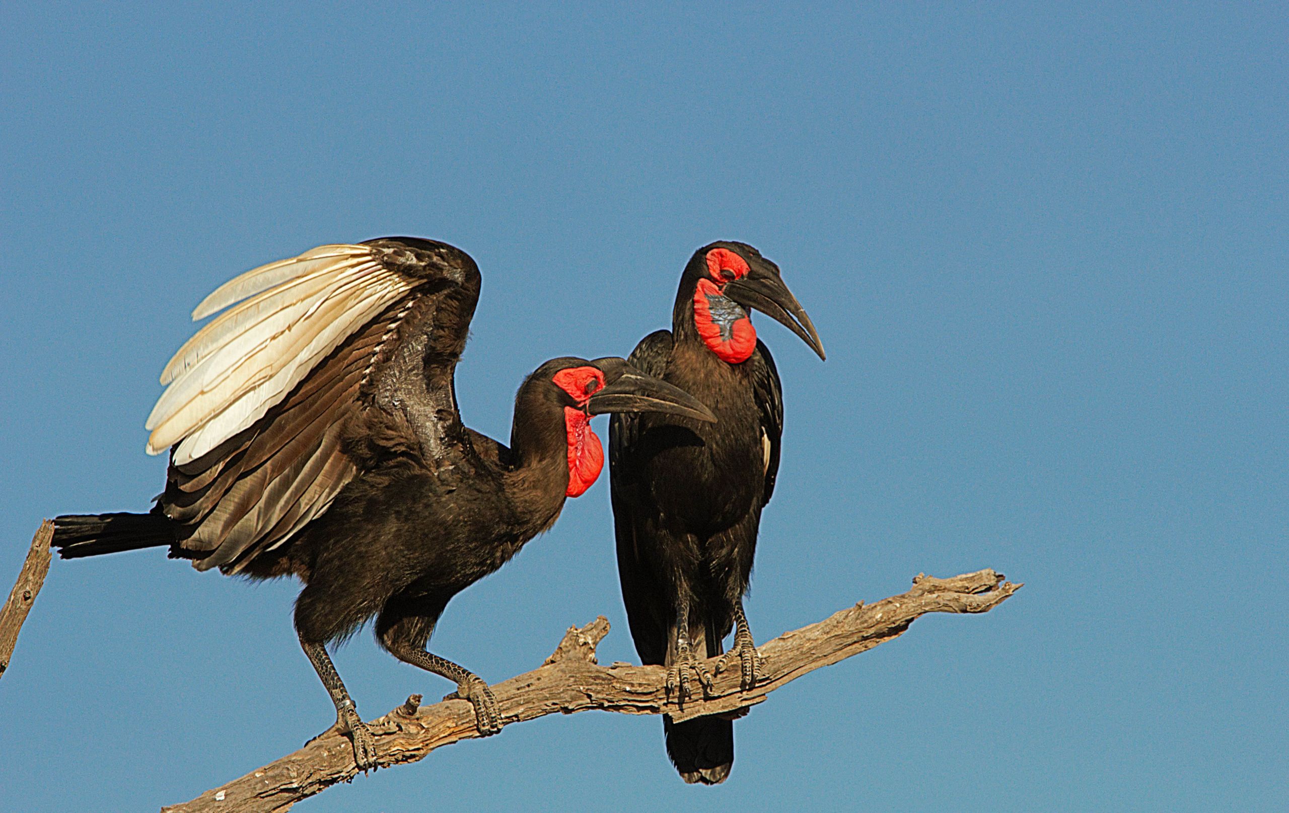 thunderbird bird